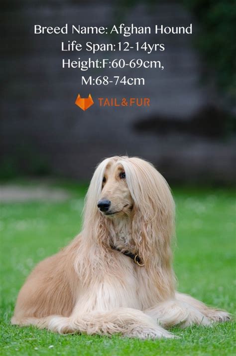 Some dog and cat breeds are more prone to excessive levels of earwax that is unhealthy. 10 Breed Names For Dogs with Big Ears