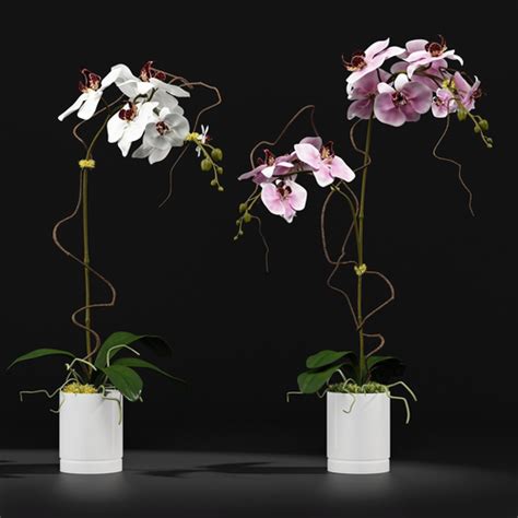 Orchids In Pots In Pots 3d Model Cgtrader