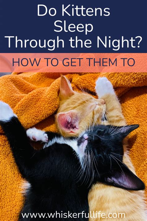 Do Kittens Sleep Through The Night How To Get Them To Whiskerful Life