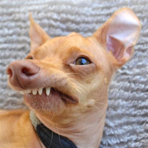 Tuna The Chiweenie With An Overbite Has A Book Out Tuna Dog