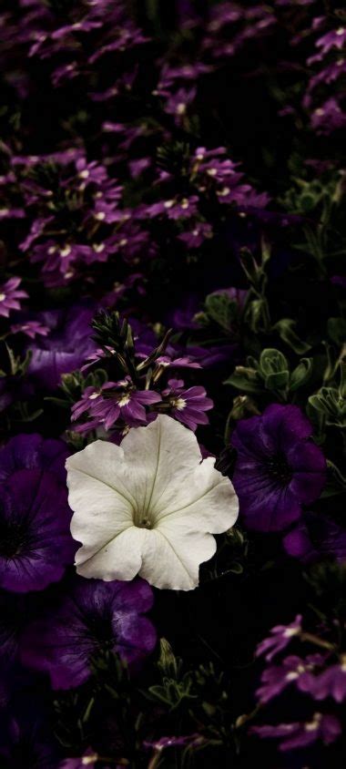 White Flowerbed Contrast Wallpaper 720x1600