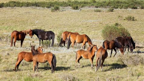 Brumbies Of Australia Bonding Brumby Horse Horses Wild Horses