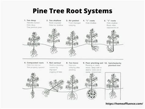 Pine Tree Root Systems The Hidden World Of Pine Tree Roots
