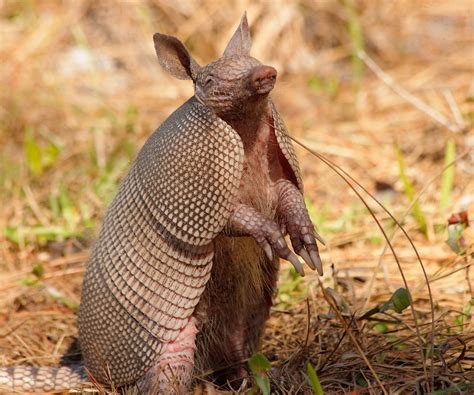 Armadillos Make Great Neighbors • The Revelator