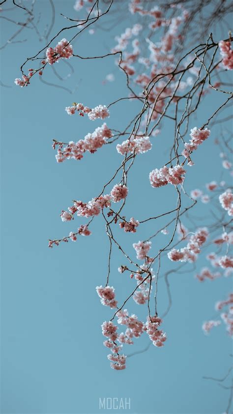 Branch With Pink Blossom Against Clear Blue Sky In Spring Spring