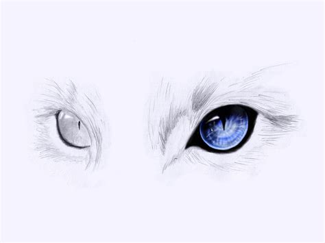 Cat Eyes Drawing Cute