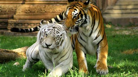 Amoral, irreverent, deeply endearing, and utterly. What Biome Does the White Tiger Live In? | Reference.com