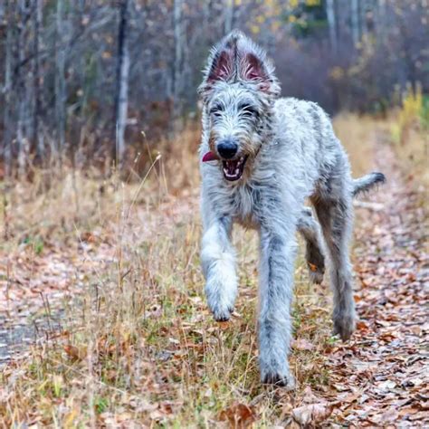 16 Pictures That Prove Irish Wolfhound Are Perfect Weirdos Pettime