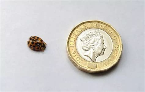 ladybirds riddled with stds are invading britain s homes cornwall live