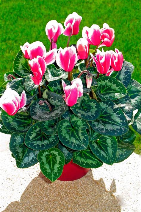 Maybe you would like to learn more about one of these? Cyclamen care guide: Handy tips and what yellow leaves ...