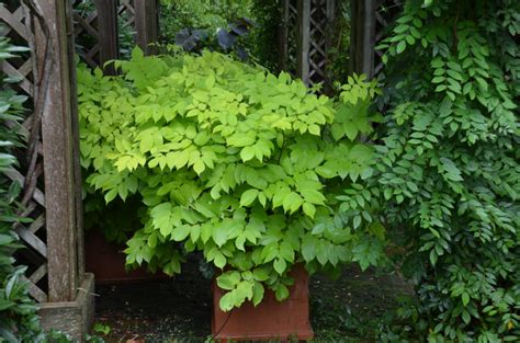 ‘sun King Aralia Named 2020 Perennial Plant Of The Year What Grows