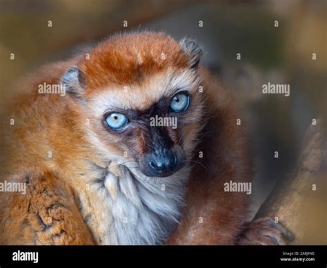 Female Blue Eyed Black Lemur Eulemur Flavifrons Female Also Known As