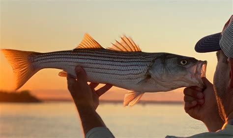 Striper Fishing Tips How To Catch Stripers