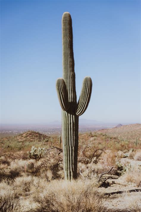 Cactus Desert Pictures Download Free Images On Unsplash