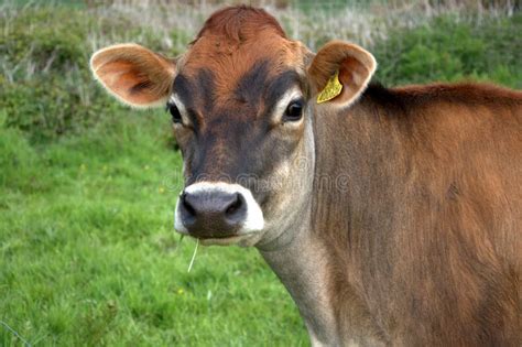 Brown Jersey Cow Stock Image Image Of Farming Countryside 14341505
