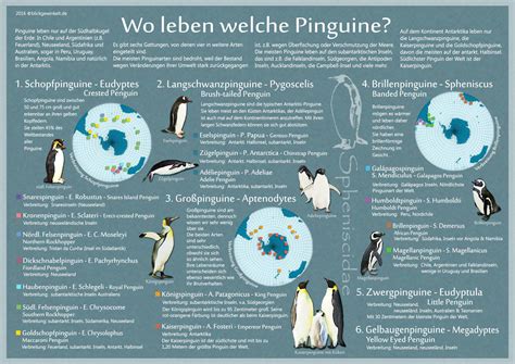 Pinguine leben ausschließlich auf der südhalbkugel, sie haben sich von der antarktis berühmtheit: Wo leben Pinguine? Pinguinarten und Lebensraum ...