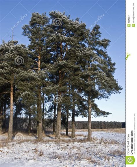 Pine Trees At Winter Forest Edge Stock Image Image Of