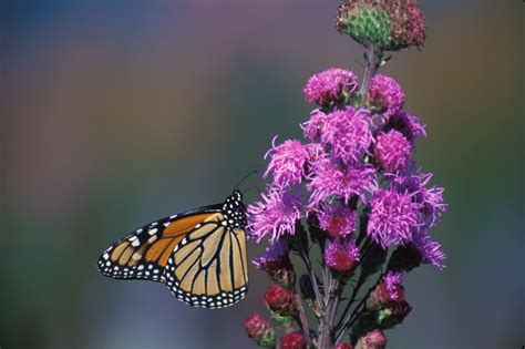 Monarch Butterflies May Get Boost From Drought Field School