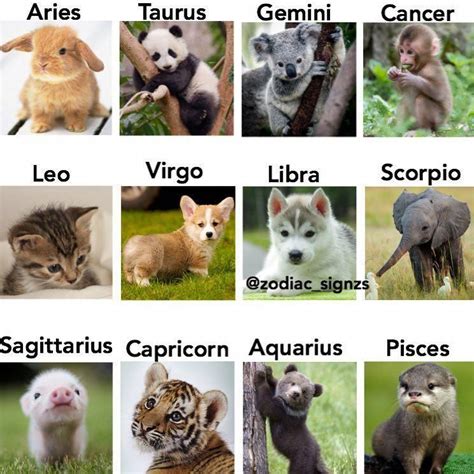 Zodiac Signs Favorite Animal
