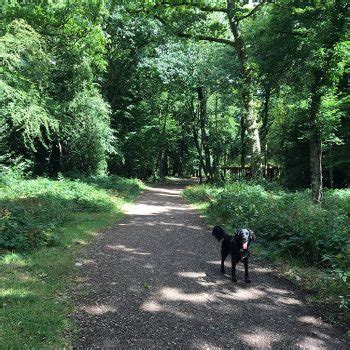Самые новые твиты от leigh woods (@leighwoods1990): Leigh Woods - Bristol dog walk - Bristol Barkers