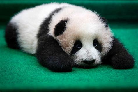Image Result For Baby Panda Pandas Gigantes Cachorros Y Animales