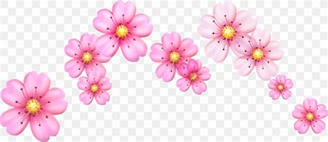 Cherry Blossom Emoji Flower Image Png 1803x782px Blossom Cherries