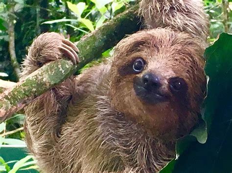 Are Sloths Lazy Wonderopolis