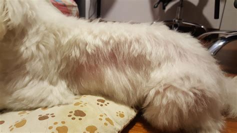 Unexplained Hair Loss Maltese Dogs Forum Spoiled Maltese Forums