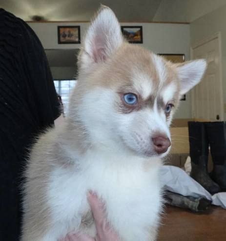 Browse thru our id verified puppy for sale listings to find your perfect puppy in your area. Pomsky Puppies For Sale | West Palm Beach, FL #198698