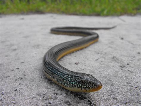 The giant legless lizards possess exceptional traits that you can read here. Index of /photos/snakes