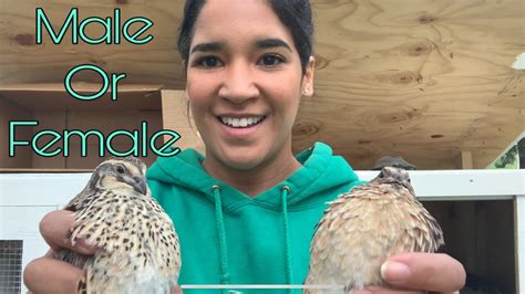 Quail How To Tell Male Or Female How To Feather Sex Coturnix Quail Youtube