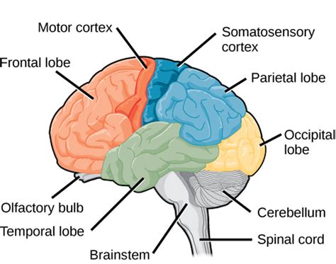 The nervous system is extremely complicated, but we should definitely know the basics, so let's dive in! Biology, Animal Structure and Function, The Nervous System ...