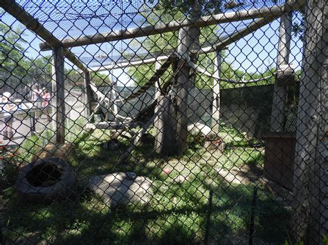 Arctic Foxgray Fox Exhibit Wildwood Zoo Zoochat