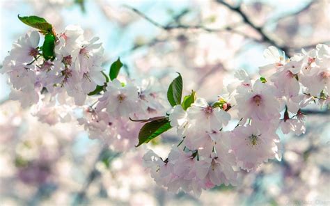 Wallpaper Leaves Plants Branch Cherry Blossom Spring Flower