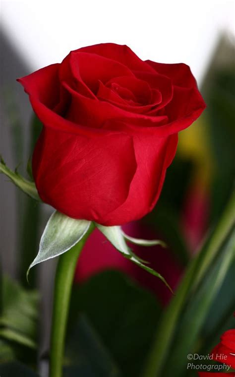 #roses #red roses #red flowers #flowers #art #floral #florals #floralls #flora #floralscape #beauty in nature #nature #nature pics #nature photography. Velvet Rose | Beautiful rose flowers, Beautiful red roses ...