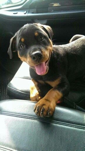 Pin By Karen On Rotties And Pins Rottweiler Lovers Rottweiler Love