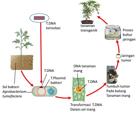 Teknologi Reproduksi Pada Tumbuhan Riset