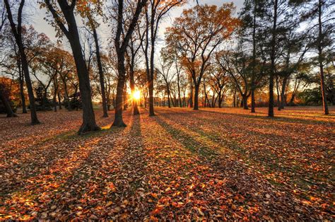 autumn, Trees, Leaves, Park, Sun Wallpapers HD / Desktop and Mobile Backgrounds