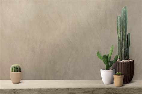 Free Photo Cactus On A Shelf By A Blank Wall Background