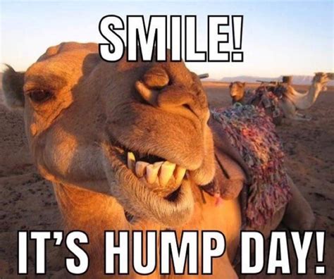 Happy Hump Day Funny ~ Good Morning ~ Images ~ Quotes