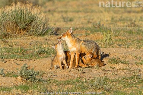 Stock Photo Of Swift Fox Vixen Vulpes Velox Being Suckled By Cubs And