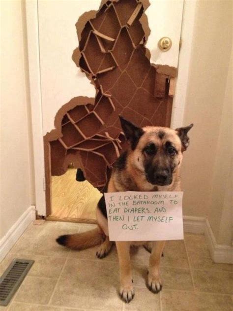 hilarious dog shaming