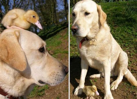 7 Unusual Animal Friendship Which Will Totally Melt Your Heart