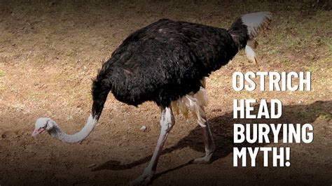 Do Ostriches Really Bury Their Heads In The Sand Youtube