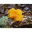 Jelly Like Fungi Info  What To Do For Fungus On Trees