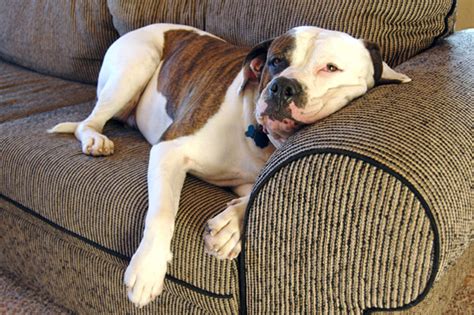 Couch Potato Blues 6 Ways To Get Your Dog Moving