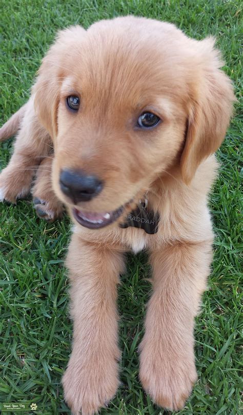 Beautiful Red Golden Retreiver Stud Dog In Woodland Hills Ca The