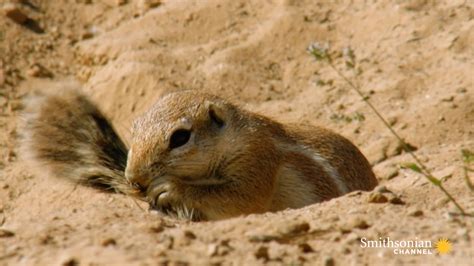 Adorable Ground Squirrels Playing In Sweltering Heat Smithsonian Magazine