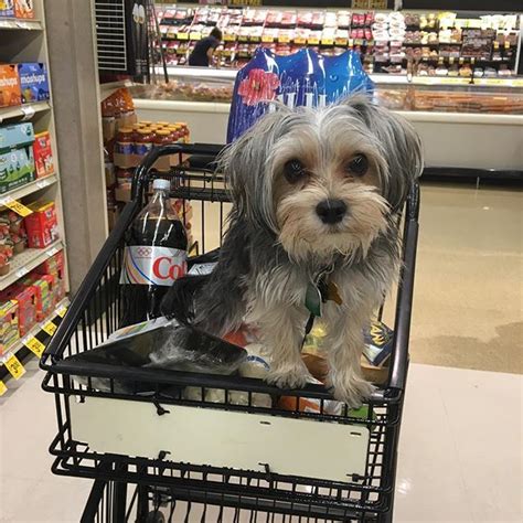 Check spelling or type a new query. How To Potty Train A Morkie Puppy - The Morkie Guide ...