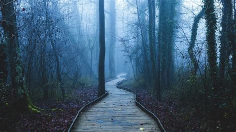 Download 3840x2160 Dark Forest Path Trees Leaves Mist Plants